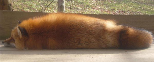 
Một chú cáo đang thảnh thơi nằm nghỉ ngơi sau khi được ăn uống no nê. (Ảnh: Handai Fox)