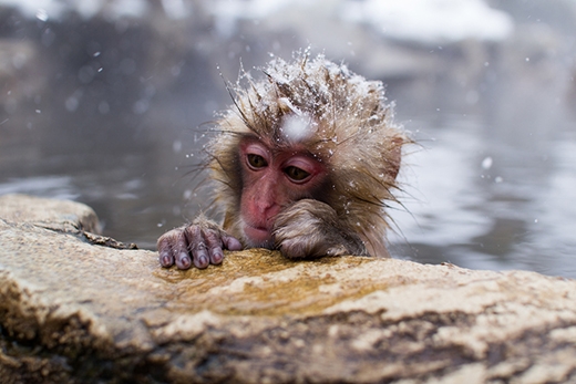 
Một chú khỉ con đáng yêu đang ngâm mình trong nước nóng khi trên đầu còn đọng tuyết trắng. (Ảnh: Internet)