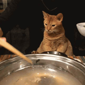 
Cả mấy em mèo bình thường là bá chủ thế giới nhưng đến bữa ăn là "ngố đần" ngay. (Ảnh: Internet)