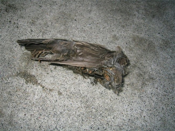 
Ngôi làng Jatinga ở Ấn Độ không có gì đặc biệt ngoài hiện tượng chim tự sát hàng loạt tại đây vào tháng 9 và tháng 10 hàng năm.