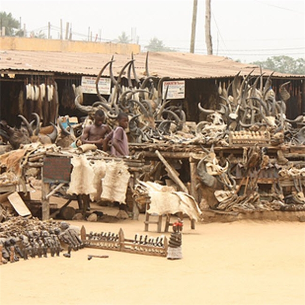 
Khu chợ Akodessewa ở Togo là nơi chuyên bán các sản phẩm sọ và đầu cũng như da động vật hoang dã.