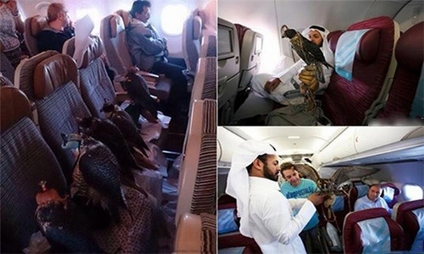 
12 chú chim của một đại gia Ả Rập được ngồi khoang hạng nhất trên máy bay, mỗi chú một ghế 