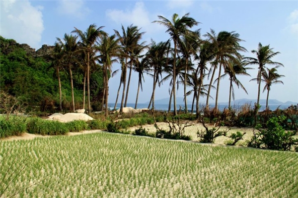 
Khung cảnh bạt ngàn ruộng lúa của một góc Lý Sơn. (Ảnh: Internet)