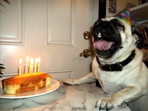 
Thật hạnh phúc khi được thổi nến. Dù 6 tuổi rồi nhưng chú Pug vẫn cực kì vui vẻ trong dịp sinh nhật của mình. (Ảnh: Internet)