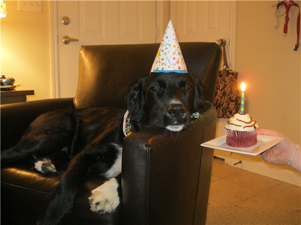 Cập nhật với hơn 80 về sinh nhật chó - coedo.com.vn