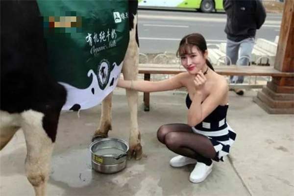 Thiếu nữ gợi cảm vắt sữa bò trên phố thu hút người qua đường