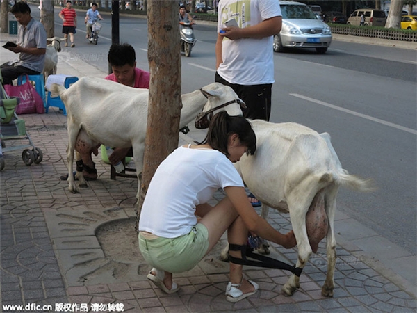 
Sữa dê được vắt trực tiếp trên phố cũng khá đắt khách.