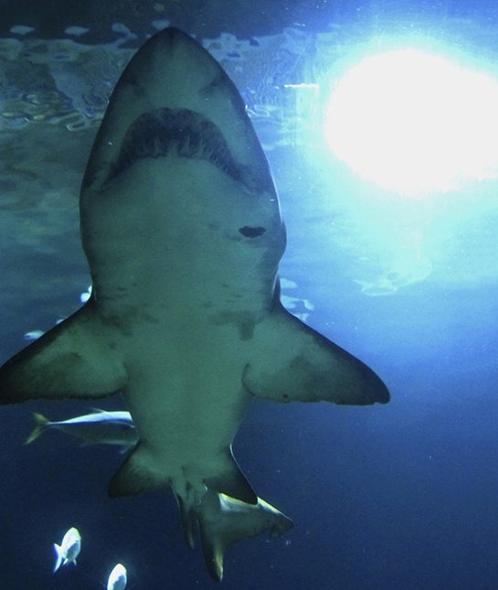 
Cá mập không được trẻ con xem là "người tốt". (Ảnh: Getty Images)