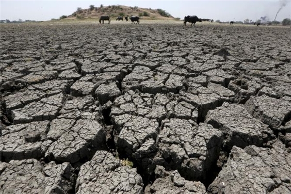 
Đàn trâu ăn cỏ trên cánh đồng nứt nẻ ở Ahmedabad. Nắng nóng gây ra khô hạn nghiêm trọng, ảnh hưởng đến sản xuất nông nghiệp ở Ấn Độ. Ước tính của chính phủ nước này cho biết, cuộc sống của gần 330 triệu người tại 10 bang, tương đương gần 1/4 tổng dân số nước này, bị ảnh hưởng do trời nóng