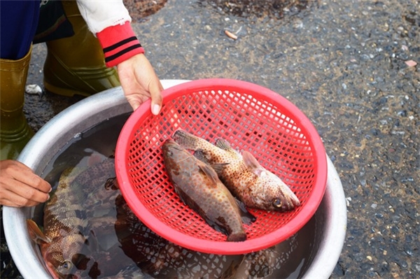 
Cá mú tươi sống do ngư dân đánh bắt về để trong chậu cũng không bán được. Ngày thường, loại cá đặc sản này có giá 200.000-300.000 đồng/kg nhưng giờ bán chưa đến 100.000 đồng vẫn không có người mua.