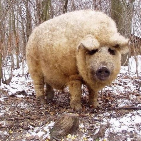 
Lợn Mangalitsa có lông như cừu.