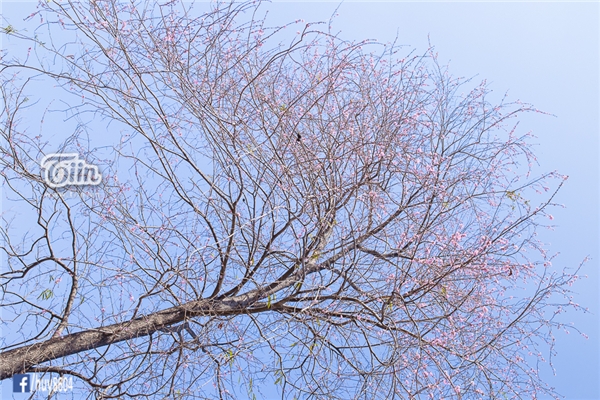
Vào khoảng tháng 4, những bông hoa đào núi ở Đồng Nai lại nở rộ, bất chấp tiết trời nắng nóng gay gắt.