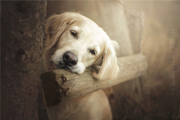 
Chú chó Mali của một nhiếp ảnh gia người Đức nổi tiếng thế giới bởi sở hữu gương mặt buồn "bền vững". Lúc nào đôi mắt của Mali cũng ướt và khuôn mặt cũng trầm tư, buồn rười rượi.(Ảnh: Internet)