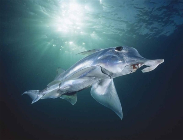 10 loài cá mập có hình thù kì lạ nhất thế giới