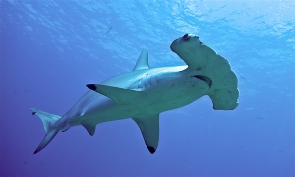 10 loài cá mập có hình thù kì lạ nhất thế giới