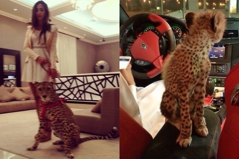 
Thú cưng của hội nhà giàu Dubai là hổ, báo hay sư tử.