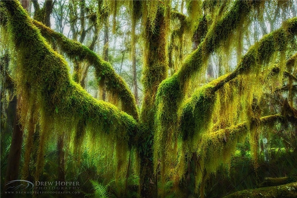 
Một cây sồi miền nam phủ đầy rêu tại Oregon, Hoa Kỳ (Ảnh: Drew Hopper)