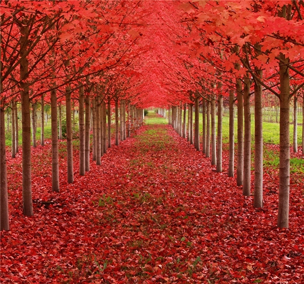 
Những cây thích được trồng thẳng tắp ở Oregon, Hoa Kỳ (Ảnh: Ian Sane)