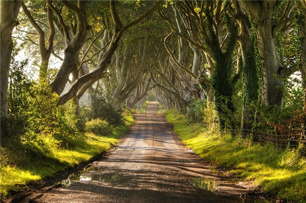 
Rừng cây sồi ở miền Bắc Ireland (Ảnh: Stephen Emerson, Christopher Tait)