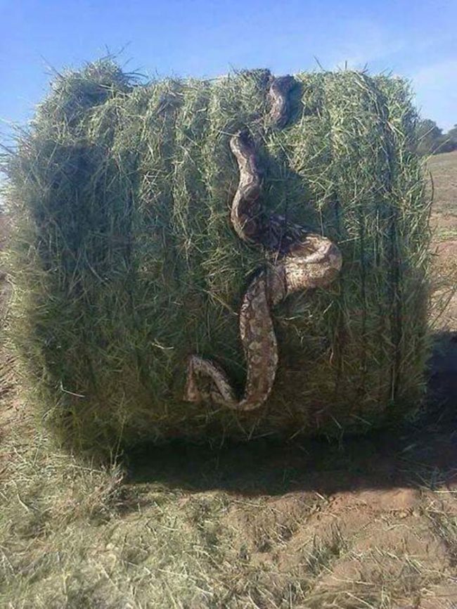 
Con rắn ngoằn ngoèo trên bụi cây. (Ảnh: Internet)