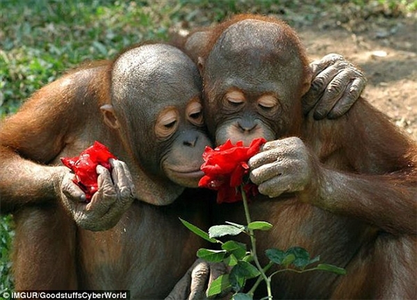
Hai chú khỉ này thích thú với bông hoa mà chúng tình cờ gặp trên đường đến mức một chú đã hái cánh hoa về. (Ảnh: Internet)