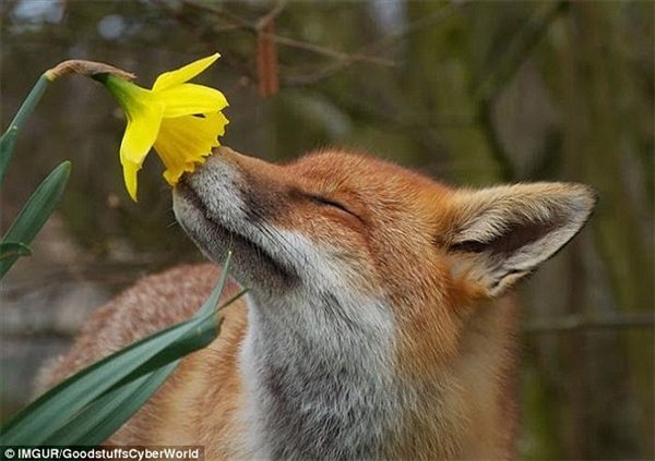 
Loài cáo tinh quái cũng có lúc trông rất đáng yêu khi nhắm mắt để thưởng trọn hương thơm của đóa hoa thủy tiên vàng. (Ảnh: Internet)