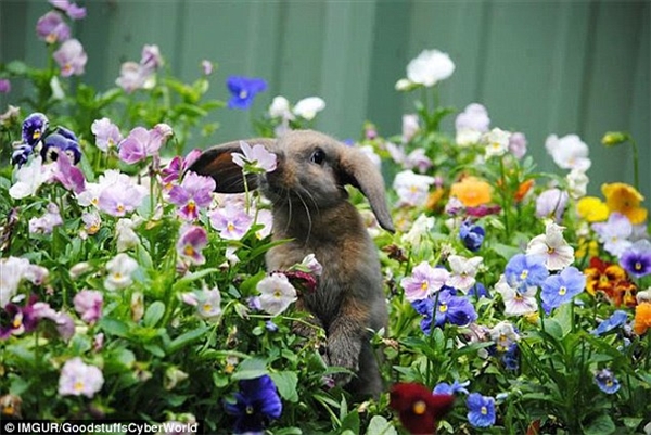 
Chú thỏ dễ thương này có vẻ rất háo hức khi được đứng trong cả một cánh đồng hoa đủ màu rực rỡ. (Ảnh: Internet)