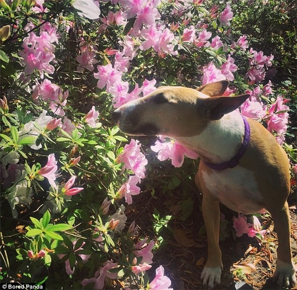 
Chú chó bull terrier này trong lúc đi dạo thì gặp vườn hoa phong lữ đẹp đến không thể không dừng bước. Tuy nhiên các chuyên gia cũng xin có lời cảnh báo rằng loài hoa này có thể gây hại cho sức khỏe thú cưng. (Ảnh: Internet)