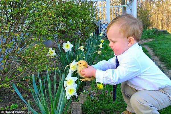 
Cậu bé này có vẻ muốn chú vịt con biết thế nào là hương hoa thủy tiên trắng. (Ảnh: Internet)