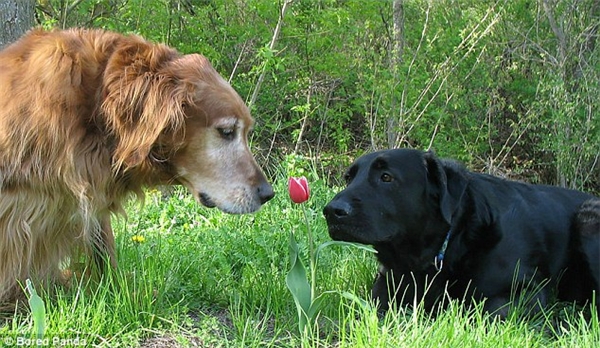 
Giữa đồng cỏ xanh ngút ngàn lại nổi bật lên một đóa hoa tulip đỏ khiến hai chú chó không thể rời mắt. (Ảnh: Internet)