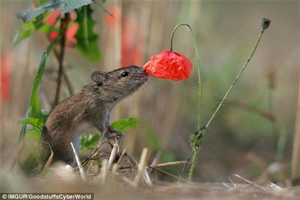 
Ngay cả chuột cũng biết đến hương vị thiên nhiên nữa đấy. (Ảnh: Internet)