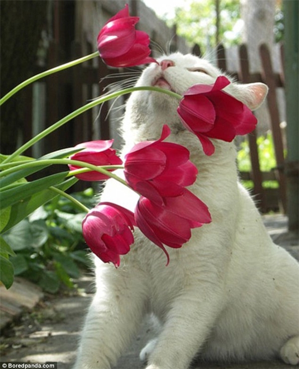 
Ngửi được hương thơm của hoa tulip thế này thì thật là sung sướng cuộc đời. Chỉ cần nhìn vẻ mặt... "phê phê" của em mèo này là biết ngay. (Ảnh: Internet)