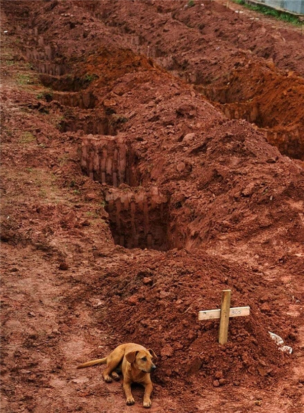 
Chú chó này nằm bên mộ chủ suốt 2 ngày liền sau khi cô thiệt mạng trong một vụ lở đất gần Rio De Janeiro.