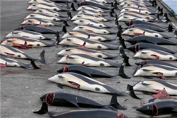 
115 ngày khi đánh bắt cá voi tàu trở về nhà, họ đã giết tổng cộng 333 cá voi lưng xám! Thậm chí có đến 200 cá voi đang mang thai. (Ảnh: Internet)