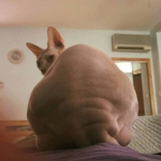 
Loạt hình này được chụp từ phía sau của chú mèo béo này nên trông vô cùng thú vị.(Ảnh: Internet)