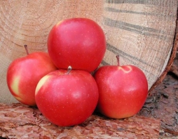 
Ở Canada, 1 quả táo có giá bán 1 đô.