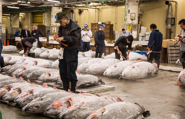 
Xem bán đấu giá cá ngừ ở chợ Tsukiji: Tsukiji là một trong những chợ cá lớn nhất thế giới, họp từ sáng sớm và là nơi cung cấp nguyên liệu cho các nhà hàng Tokyo. Chỉ khoảng 120 người được vào xem đấu giá cá hồi, loại hải sản đắt giá được người dân yêu thích. Ngoài ra, bạn có thể ghé thăm các quầy hàng và thưởng thức nhiều món ngon quanh chợ. Ảnh: Irinakalashnikova.