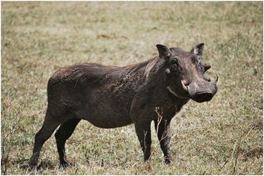 
Lợn Warthog có thể chạy với tóc độ 48 km/h. (Ảnh: Internet)