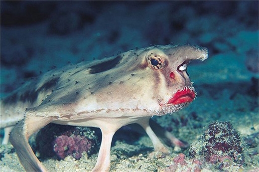 
Đôi môi căng mộng của cá môi đỏ có thể rộng tới 40 cm. (Ảnh: Internet) 