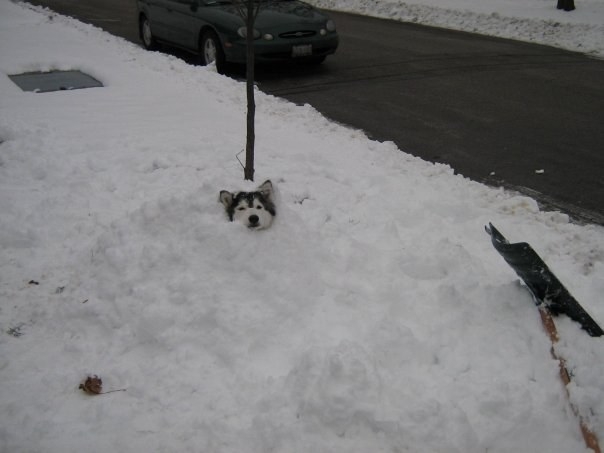 
Chú rất thích nghịch tuyết.