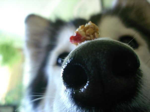 
Biệt tài của chú là giữ thăng bằng thức ăn trên mũi, cái này thì giống chó hơn.