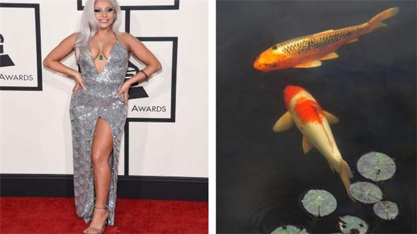 
Vì thích cá cảnh nên Lady Gaga đã bỏ ra 60.000 đô (1,3 tỷ đồng) để mua 27 con cá chép Koi về nuôi chơi.