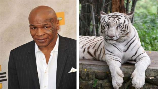 
Mike Tyson từng mua 3 con hổ trắng Bengal quý hiếm làm thú nuôi, với giá 70.000 đô (1,5 tỷ đồng) mỗi con, cộng với đó là 200.000 đô (4,4 tỷ đồng) tiền thức ăn mỗi năm, và 125.000 đô (2,7 tỷ đồng) phí huấn luyện.
