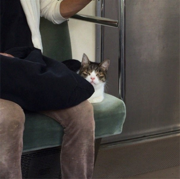 
Giống như các hành khách thực thụ khác, chú mèo kì lạ này ngồi sát vào góc, tiết kiệm diện tích và giữ phép lịch sự tối thiểu trên tàu. (Ảnh: irohamu)