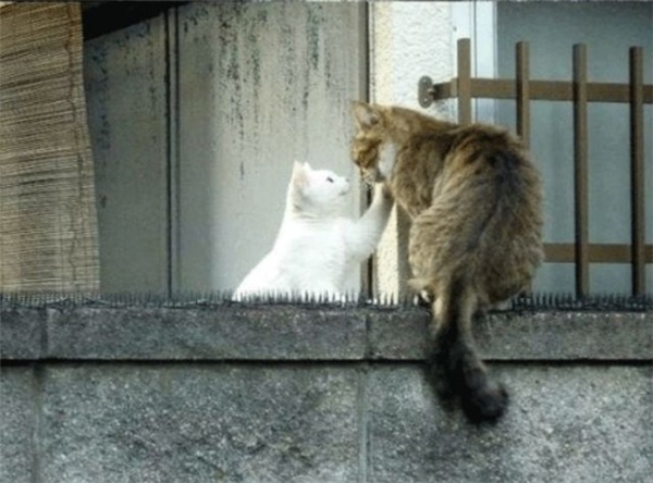
Cuối cùng cũng đã gặp được nàng mèo trắng muốt. Nỗi đau về thể xác của chú mèo cũng đã được tình yêu đền bù xứng đáng. (Ảnh: Internet)