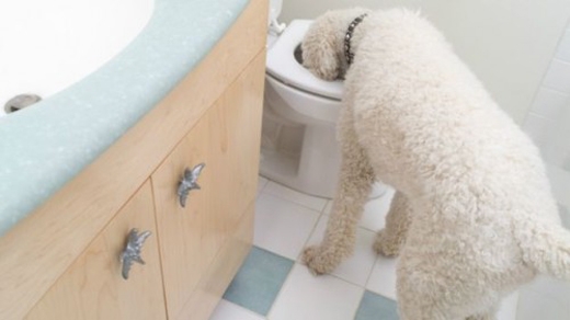 
Nước trong toilet vẫn đủ sạch cho một chú chó.