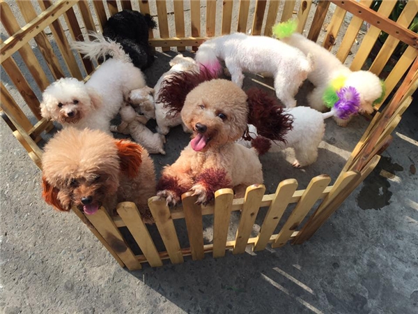 
Đàn chó poodle được anh Chinh chăm sóc từ hơn 1 năm nay. (Ảnh: NVCC)