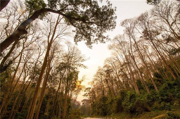 Du lịch Nghệ An - Khung cảnh cực tây tại rừng săng lẻ ở Nghệ An
