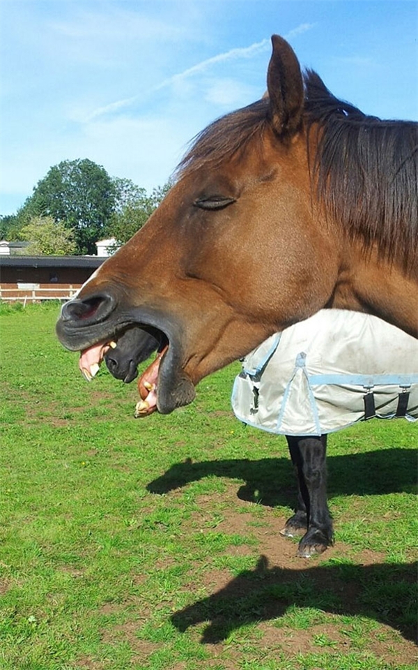 
Ngựa có 2 miệng.
