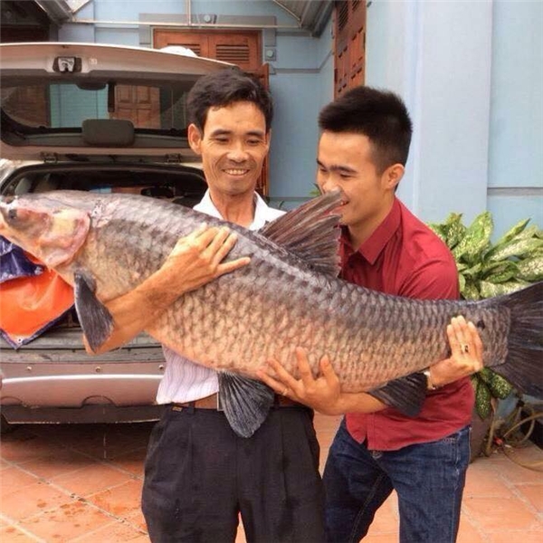 
Anh Hoàng Trung - Vĩnh Phúc câu được con cá nặng tới 27kg. (Ảnh: Internet)
 